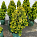 Dwarf Hinoki Cypress Live Plant | Golden Foliage | Container Grown Chamaecyparis obtusa ‘Nana Lutea’