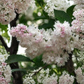 Beauty of Moscow Lilac Shrub – 4 Inch Pot Syringa vulgaris ‘Krasavitsa Moskvy’ Double White Pink Fragrant Blooms