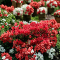 Azalea ‘Girard’s Hot Shot’ Live Evergreen Shrub, Red Orange Blooms, Compact Cold Hardy Rhododendron, Container Grown