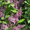 James Macfarlane Lilac Shrub 2 Gallon Pot Purple White Margins Fragrant Syringa prestoniae Landscape Plant