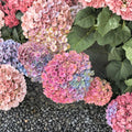 Hydrangea macrophylla ‘Magical Revolution’ Live Shrub with Color Changing Mophead Blooms, Compact Container Plant