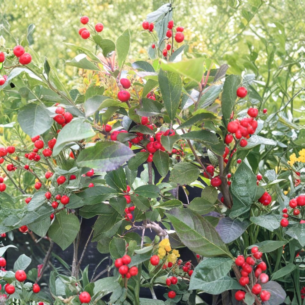 Red Sprite Winterberry Holly Dwarf Shrub 4-Inch Pot Bright Red Berries Ilex verticillata