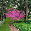 Eastern Redbud Tree – 2–3 Feet Tall Live Cercis canadensis Ornamental Flowering Tree in Nursery Pot