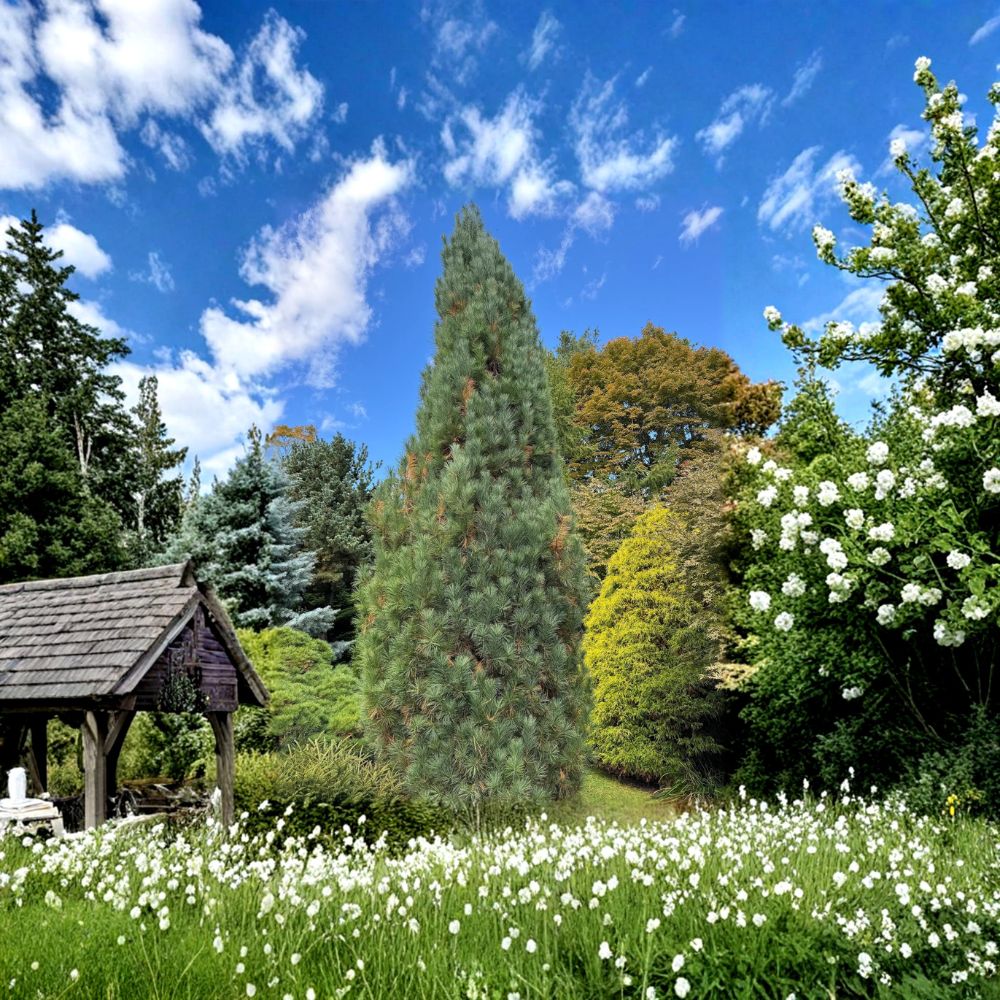 Stowe Pillar Eastern White Pine Live Conifer 12 Inch Tall 1 Gallon Pinus strobus Narrow Columnar Evergreen Tree