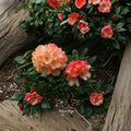 Rhododendron ‘Seaview Sunset’ Live Evergreen Shrub, Compact, Orange & Yellow Blooms, Container Grown, Award-Winning Plant