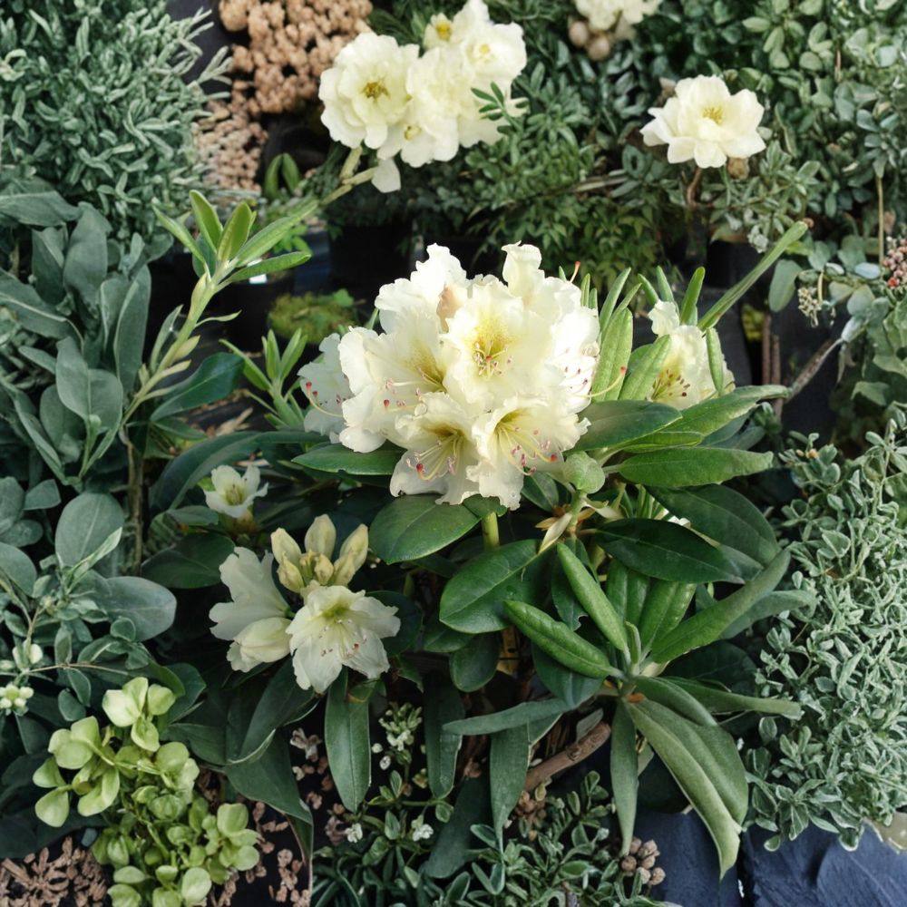 Rhododendron ‘New Century’ Evergreen Shrub with Yellow Green Blooms – Cold Hardy Container Plant