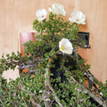 Monsonia vanderietiae Seeds – Rare Succulent Caudex Plant with White Pink Flowers, Exotic Geranium Relative, 5 Seeds