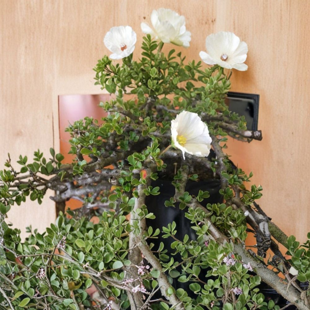 Monsonia vanderietiae Seeds – Rare Succulent Caudex Plant with White Pink Flowers, Exotic Geranium Relative, 5 Seeds