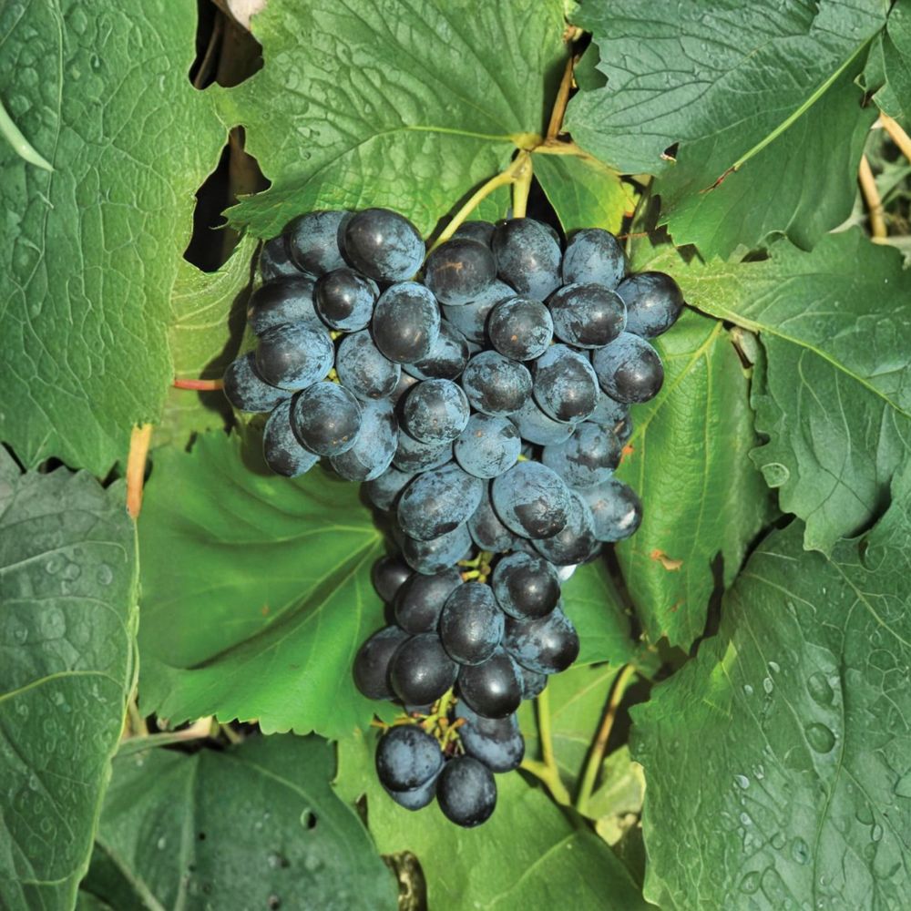Seedless Faith Grape Cuttings – Vitis vinifera Live Propagation Stems for Home Growing, Fresh Eating, Backyard Vineyard