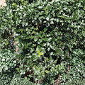 Blue Prince Holly Live Male Evergreen Shrub 1 Gallon Ilex x meserveae Pollinator Deer Resistant Landscape Plant