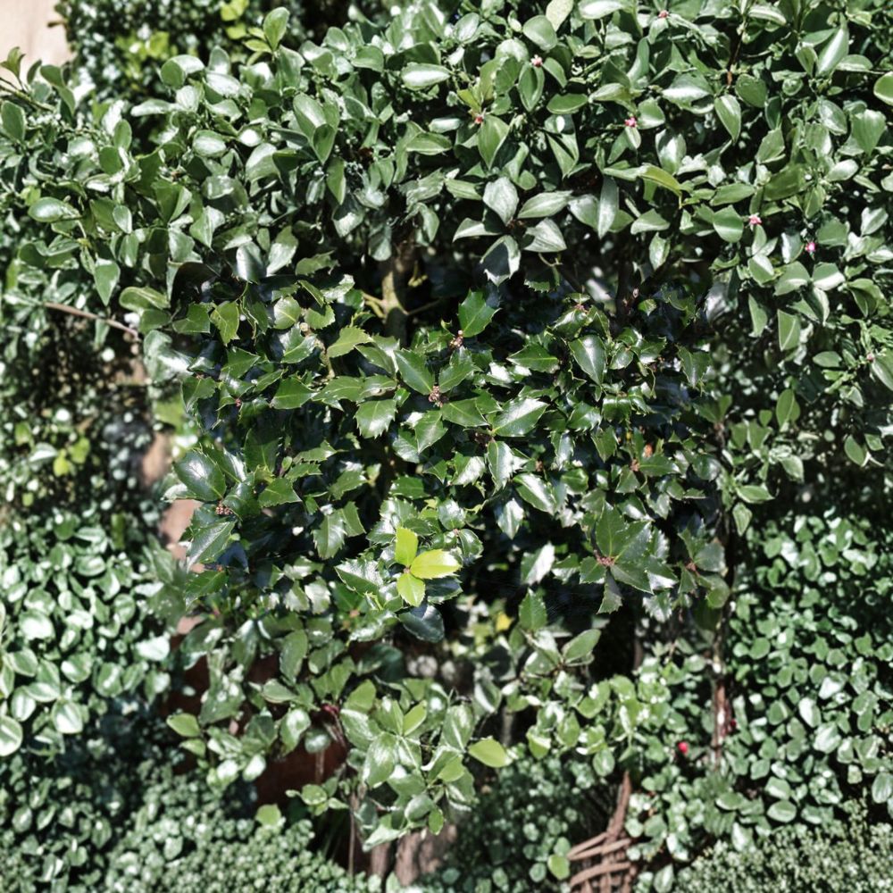 Blue Prince Holly Live Male Evergreen Shrub 1 Gallon Ilex x meserveae Pollinator Deer Resistant Landscape Plant