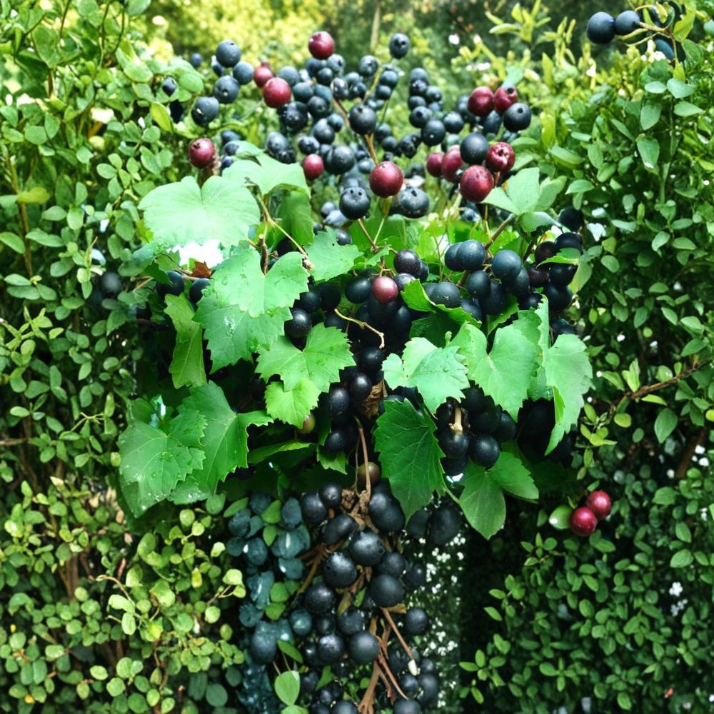 Alachua Muscadine Grape Vine – Live Rooted Self-Pollinating Native Vitis rotundifolia for Home Gardens, Fences, and Vineyards