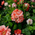 Orange & White Geranium Seeds – Pelargonium Bicolor, Bicolor Blooms, Container & Garden Plants, 10 Pack