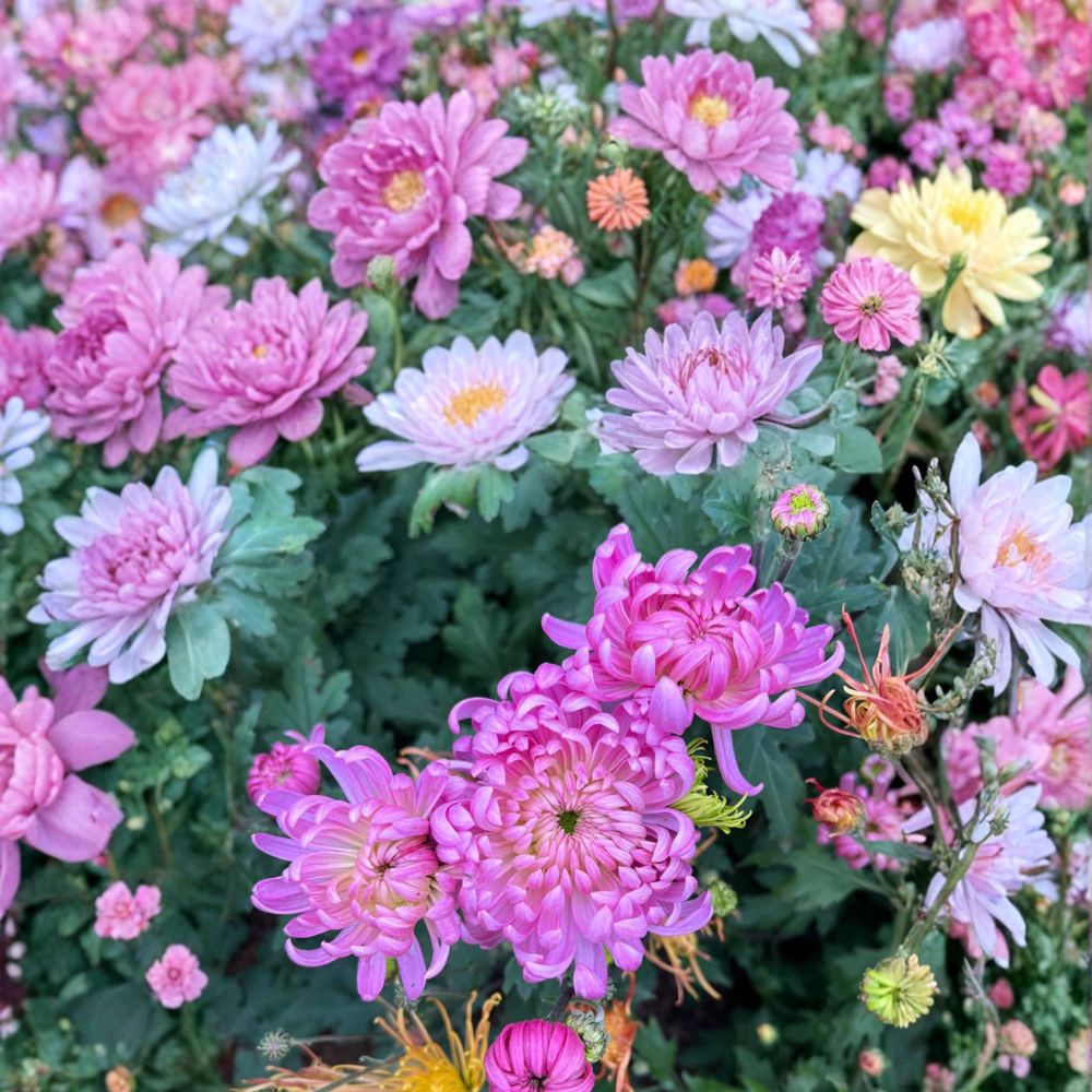 Pale Pink Mum Plants – 2 Pack Perennial Chrysanthemum morifolium Large Flower Garden Mums