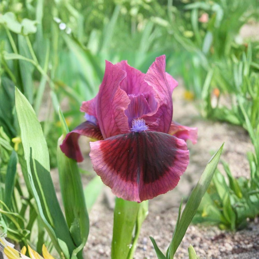 Bearded Iris Rhizomes – Cat’s Eye Rose Red Perennial Flowering Plant – Hardy Spring Garden Iris – Iris germanica