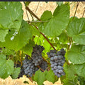 Seedless Jupiter Table Grape Plant – Sweet Muscat Fruit Vine for Edible Landscapes & Fresh Eating