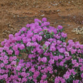 Dwarf Rhododendron PJM Compact Evergreen Shrub with Lavender Pink Spring Blooms, 3 ft Container Plant