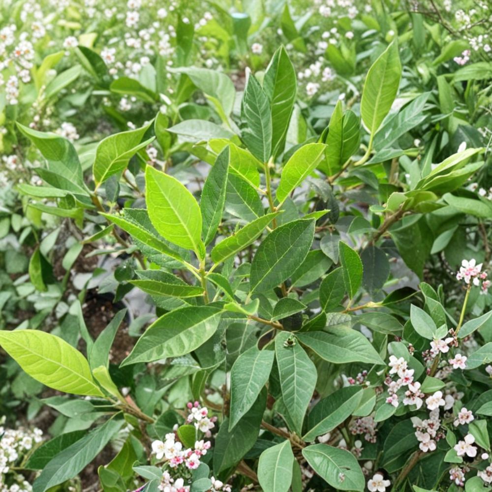Live Male Winterberry Holly Pollinator Shrub 1 Gallon Ilex verticillata Southern Gentleman