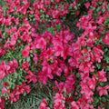 Azalea 'Mother's Day' Live Plant | 1 Gallon Pot | Vibrant Red Spring Blooms | Evergreen Rhododendron | Compact Flowering Shrub