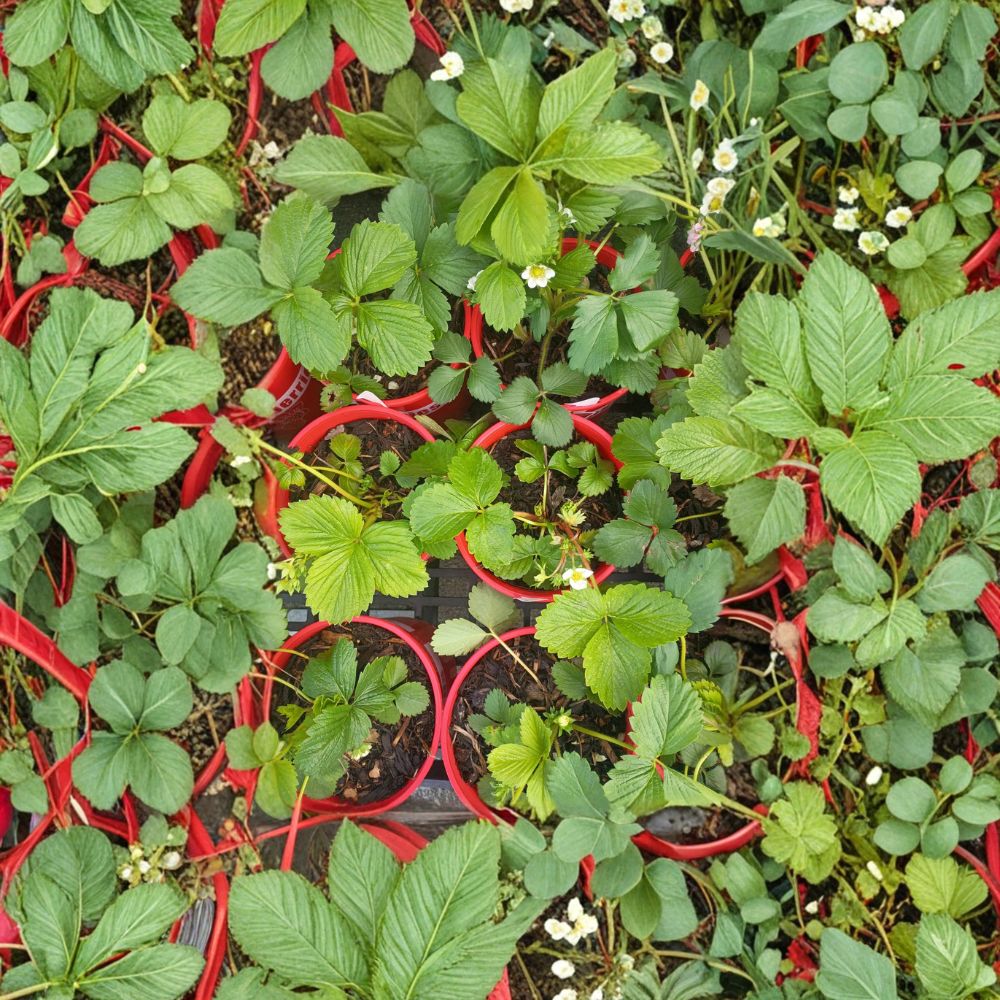 Wild Alaska Strawberry Pups – Rooted Live Plants Set of 5, Hardy Fragaria spp. for Garden & Container Cultivation