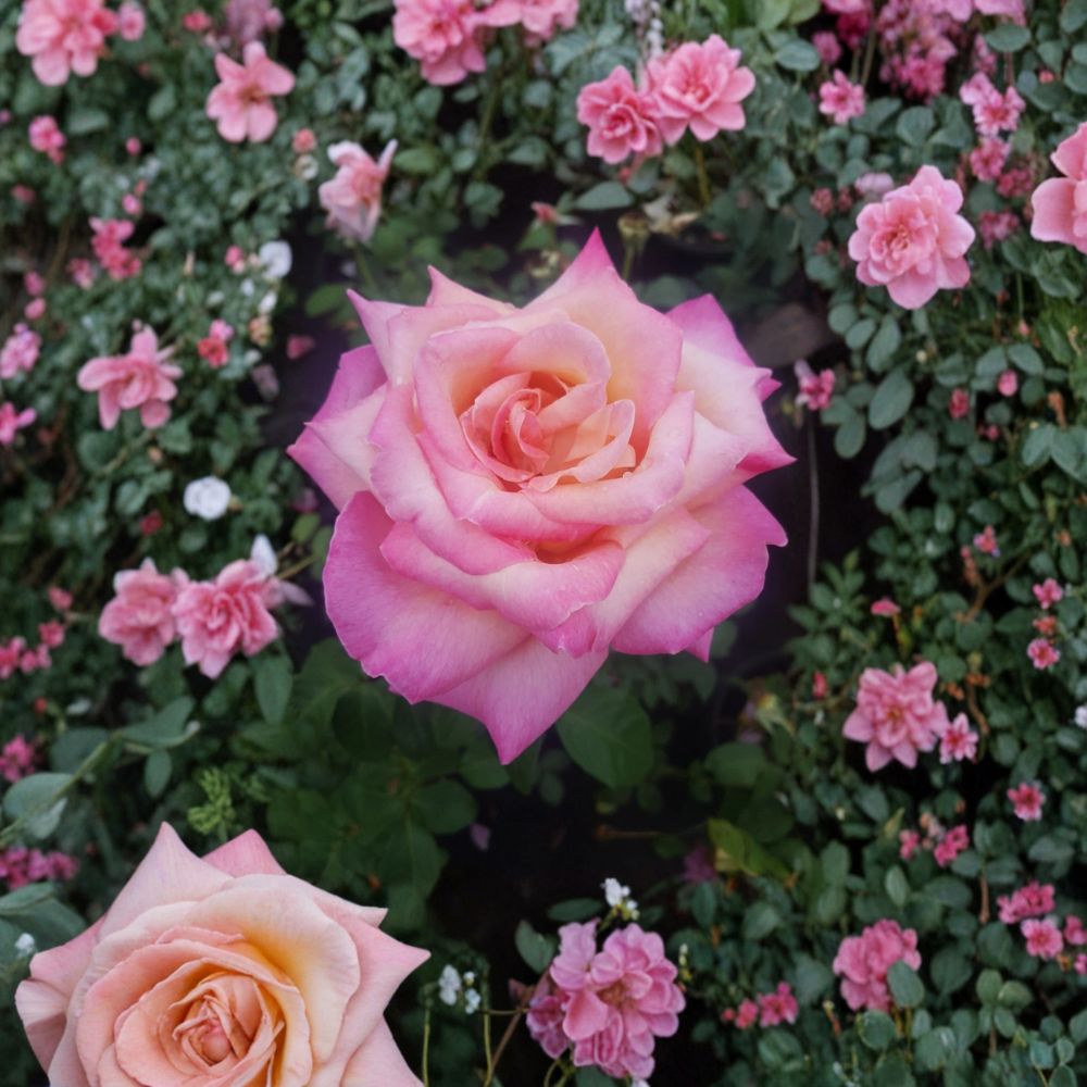 Kordes Perfecta Hybrid Tea Rose Live Plant – 2 Gallon Cream & Pink Everblooming Garden Rose Bush Rosa