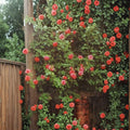 Climbing Rose Plant 2-Gallon Salmon Pink Fragrant Garden Rose Rosa 'America' for Trellis & Fence