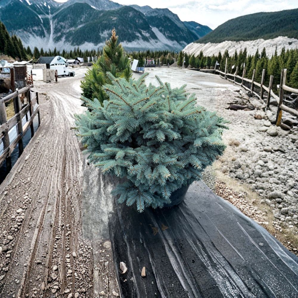 Globosa Colorado Blue Spruce Dwarf Evergreen Conifer 10 Inch Live Plant, Picea pungens, Blue Foliage, Compact, Drought Tolerant