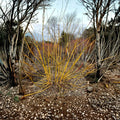 Acer negundo 'Winter Lightning' Live Maple Plant, 4-Inch Pot, Bright Yellow Winter Bark, Ornamental Tree