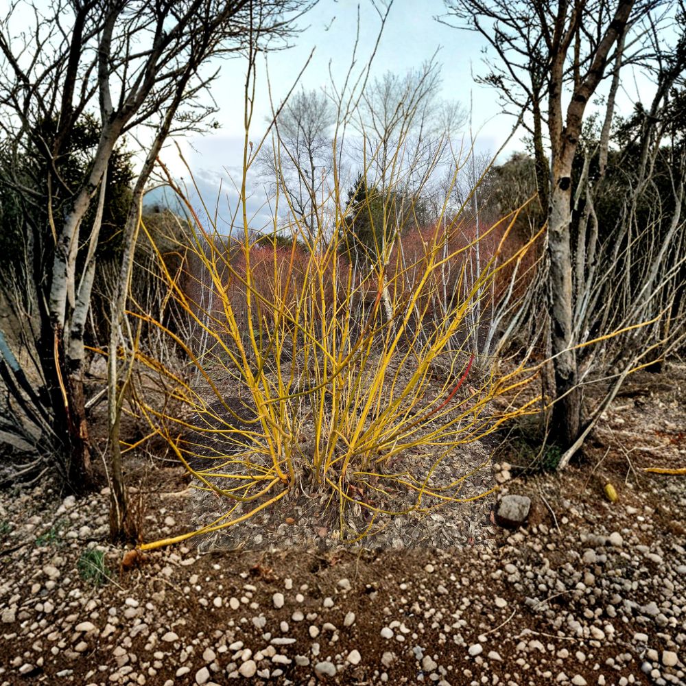 Acer negundo 'Winter Lightning' Live Maple Plant, 4-Inch Pot, Bright Yellow Winter Bark, Ornamental Tree