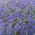 Dark Knight Bluebeard Shrub, 4-Inch Pot, Caryopteris x clandonensis, Late Season Pollinator Plant, Blue Flowering Bush