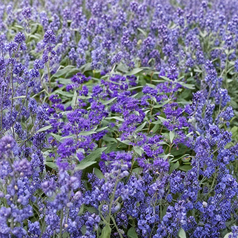 Dark Knight Bluebeard Shrub, 4-Inch Pot, Caryopteris x clandonensis, Late Season Pollinator Plant, Blue Flowering Bush