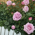 Blue Girl Rose Hybrid Tea Live Plant – 2 Gallon Mauve Lavender Fragrant Rose Bush Rosa 'Blue Girl'