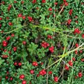 Lingonberry Rhizomes Set of 5 | Vaccinium vitis-idaea | Edible Groundcover Plant, Cold Hardy, Wild Harvested Alaska