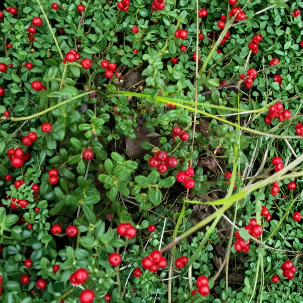 Lingonberry Rhizomes Set of 5 | Vaccinium vitis-idaea | Edible Groundcover Plant, Cold Hardy, Wild Harvested Alaska
