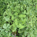 Live Ginkgo Tree – Folkert’s Select Ginkgo biloba Grafted Ornamental Tree for Landscape & Garden