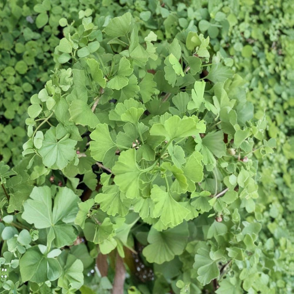 Live Ginkgo Tree – Folkert’s Select Ginkgo biloba Grafted Ornamental Tree for Landscape & Garden