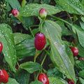Watermelon Berry Live Root Clump | Edible Native Perennial Streptopus amplexifolius for Woodland Gardens
