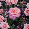 Kordes Perfecta Hybrid Tea Rose – 2 Gallon Cream Pink Blooming Live Rose Bush for Garden, Full Sun, Everblooming