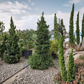 Black Dragon Japanese Cedar Live Evergreen Conifer, Compact Privacy Tree, Cryptomeria japonica, 2 Gallon Pot