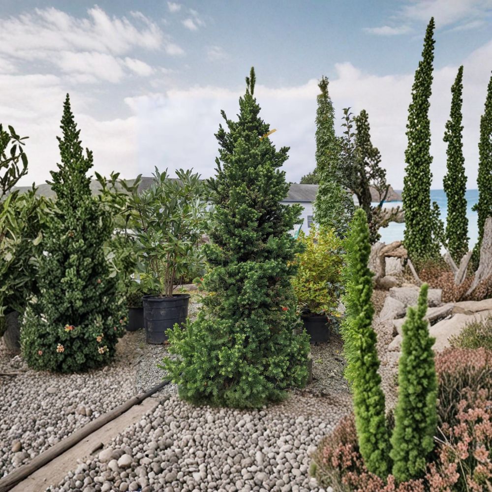 Black Dragon Japanese Cedar Live Evergreen Conifer, Compact Privacy Tree, Cryptomeria japonica, 2 Gallon Pot