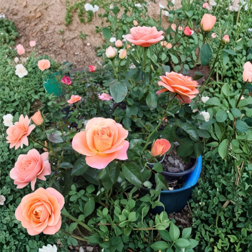 Live Rose Plant – New Year Grandiflora Orange Blooming Shrub – Rosa 'New Year' – 1-Gallon Full Sun Garden Rose