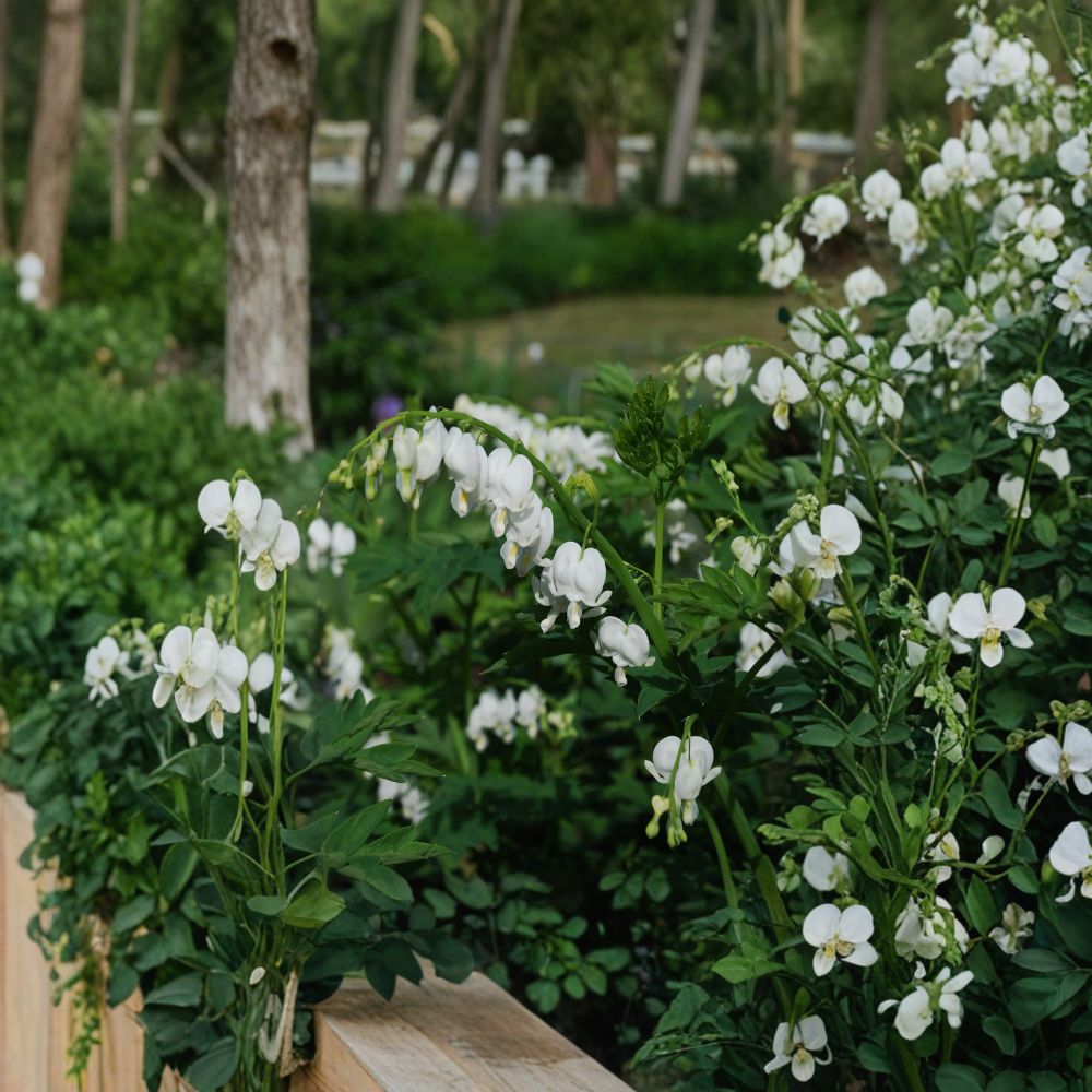 White Bleeding Heart Bare Root Divisions – 3 Pack, Dicentra spectabilis ‘Alba’, Shade-Loving Perennial Flowers