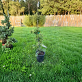 Dwarf Hinoki Cypress Live Plant 10 Inches Tall Evergreen Conifer Chamaecyparis obtusa 'Well's Special'
