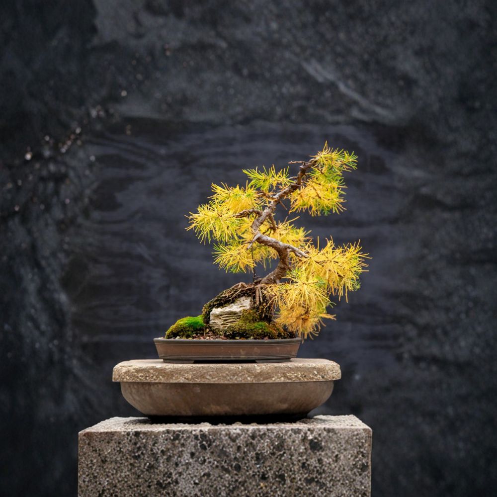 Larch Tree Seeds Mixed Types Larix spp. Deciduous Conifer Wild Harvested Alaska 10 Seeds for Landscape & Bonsai