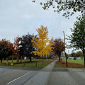 Elmwood Columnar Ginkgo Tree – Live Male Ginkgo biloba, Narrow Upright, 12-Inch Tall, Own Root, Fall Color, Drought Tolerant Landscape Tree