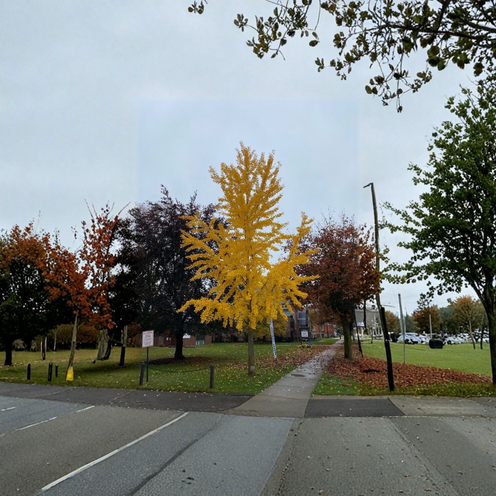 Elmwood Columnar Ginkgo Tree – Live Male Ginkgo biloba, Narrow Upright, 12-Inch Tall, Own Root, Fall Color, Drought Tolerant Landscape Tree