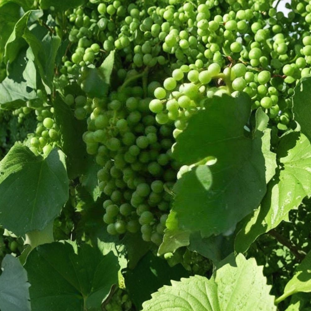 Muscat White Wine Grape Vine – Self-Fertile Live Plant with Golden Grapes, Vitis vinifera, 4–6 ft Tall for Garden, Vineyard, Trellis