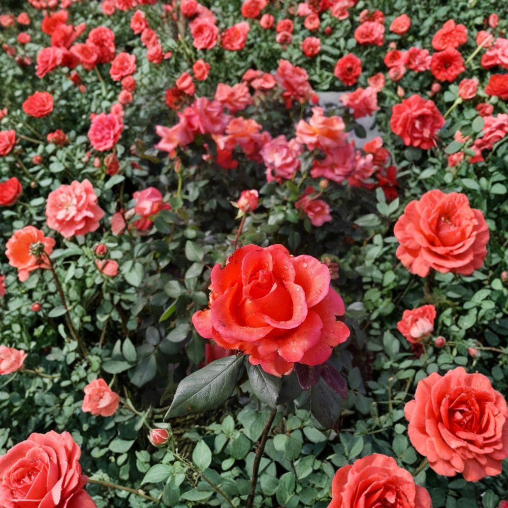 Ring of Fire Hybrid Tea Rose Live Plant – 2 Gallon, Vibrant Multicolor Bloom, Repeat Flowering, Garden & Cut Flower Rose Bush, Rosa