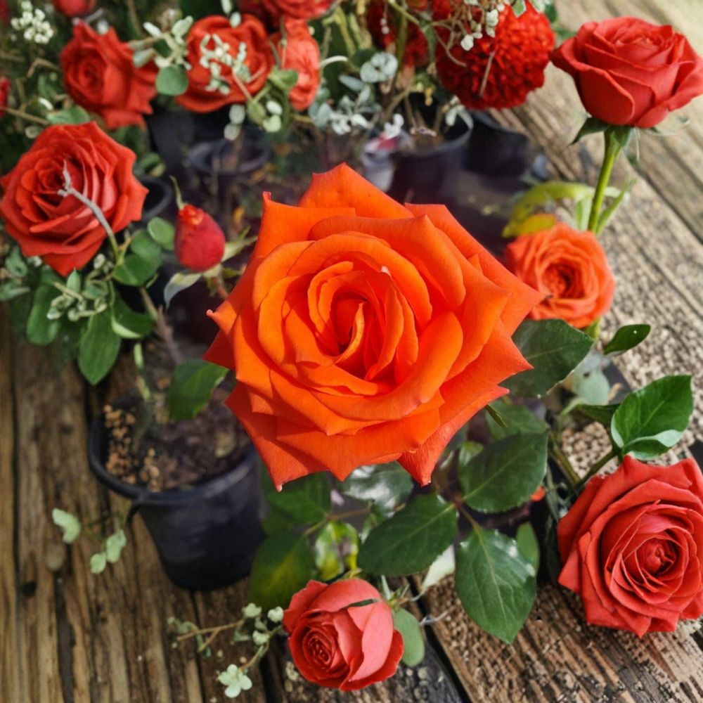 Marina Floribunda Rose Bush – Live 5-Gallon Salmon Orange Everblooming Shrub for Garden, Landscape & Container Planting Rosa 'MARINA'