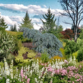 Blue Weeping Colorado Spruce Live Conifer 10 Inch Picea pungens Cascading Evergreen Plant